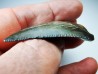 shark tooth Carcharocles angustidens - Oligocene (North Carolina)
