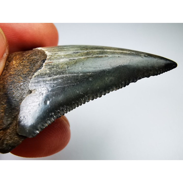 shark tooth Carcharocles angustidens - Oligocene (North Carolina)