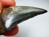 dent de requin Carcharocles angustidens - Oligocène (Caroline du Nord)