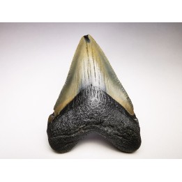 shark teeth: Carcharodon megalodon - Miocene (USA)
