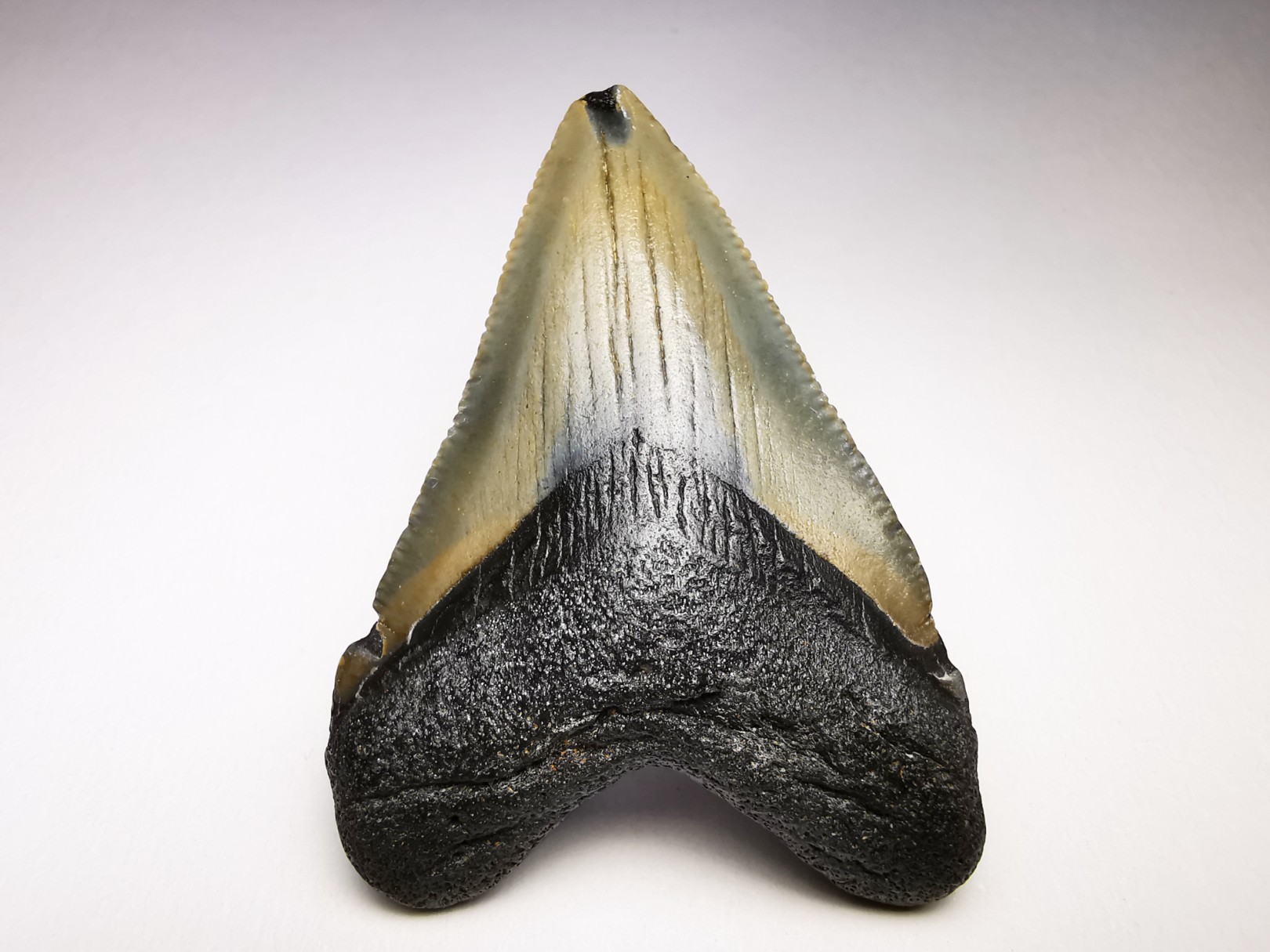 Dent de requin: Carcharodon megalodon, Miocène (USA)