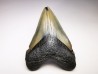 shark teeth: Carcharodon megalodon - Miocene (USA)