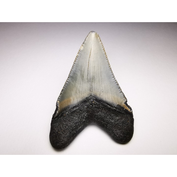 shark teeth: Carcharodon megalodon - Miocene (USA)