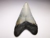 Dent de requin: Carcharodon megalodon, Miocène (USA)