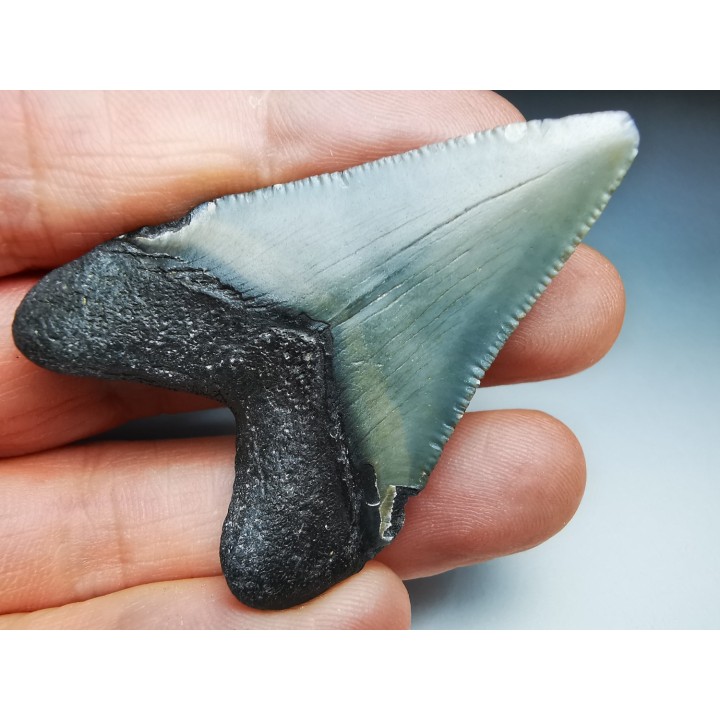 Dent de requin: Carcharodon megalodon, Miocène (USA)