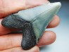 shark teeth: Carcharodon megalodon - Miocene (USA)