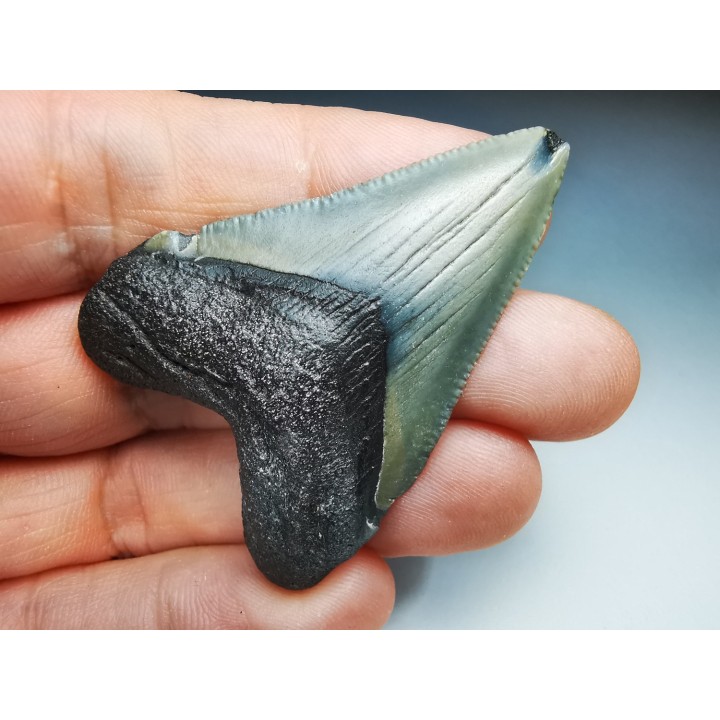 shark teeth: Carcharodon megalodon - Miocene (USA)