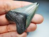 shark teeth: Carcharodon megalodon - Miocene (USA)