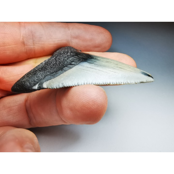 Dent de requin: Carcharodon megalodon, Miocène (USA)