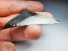 shark teeth: Carcharodon megalodon - Miocene (USA)