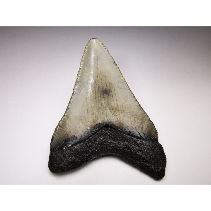 shark teeth: Carcharodon megalodon - Miocene (USA)