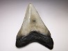 shark teeth: Carcharodon megalodon - Miocene (USA)