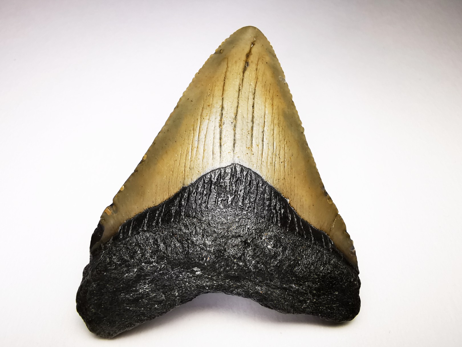 shark teeth: Carcharodon megalodon - Miocene (USA)