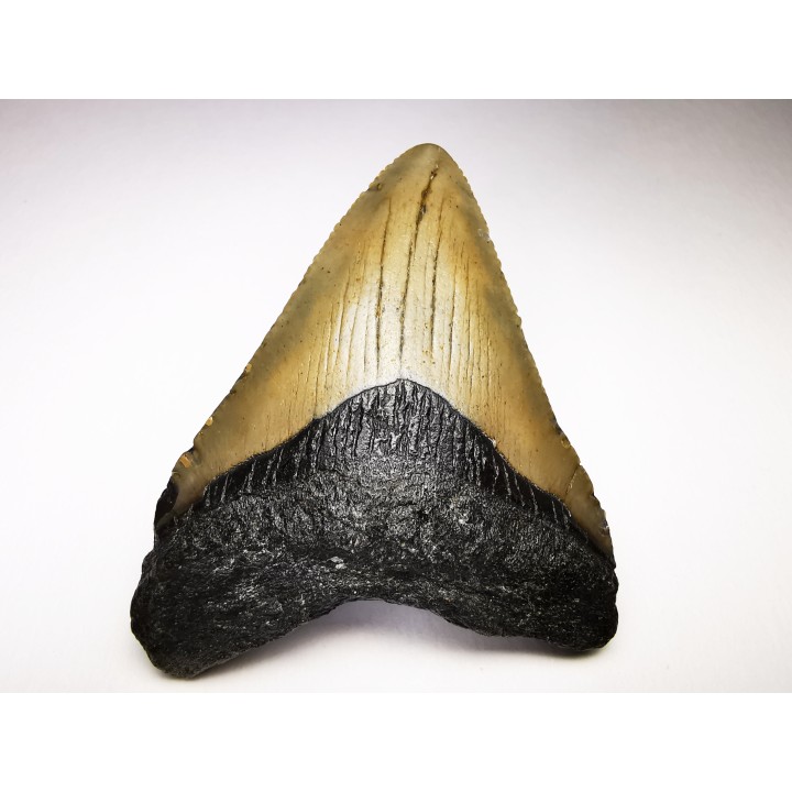 shark teeth: Carcharodon megalodon - Miocene (USA)