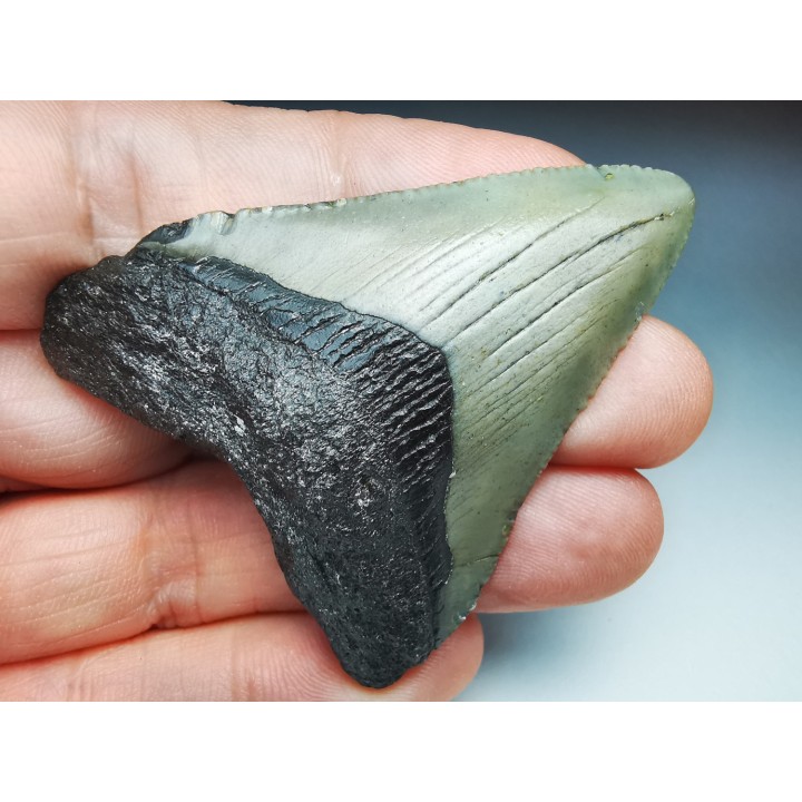 shark teeth: Carcharodon megalodon - Miocene (USA)