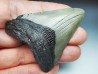 shark teeth: Carcharodon megalodon - Miocene (USA)