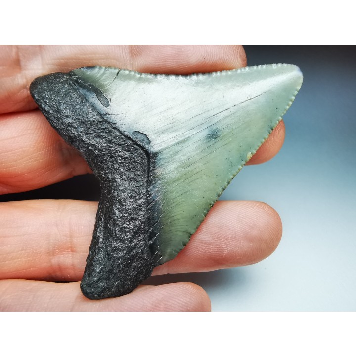 shark teeth: Carcharodon megalodon - Miocene (USA)