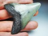 Dent de requin: Carcharodon megalodon, Miocène (USA)