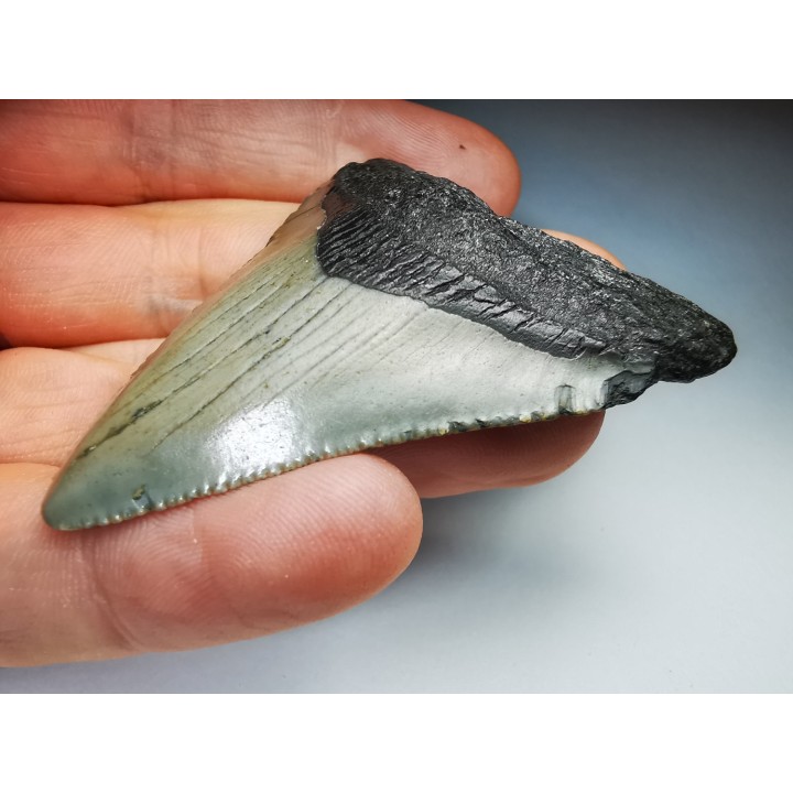shark teeth: Carcharodon megalodon - Miocene (USA)