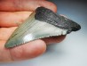 Dent de requin: Carcharodon megalodon, Miocène (USA)