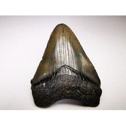 shark teeth: Carcharodon megalodon - Miocene (USA)