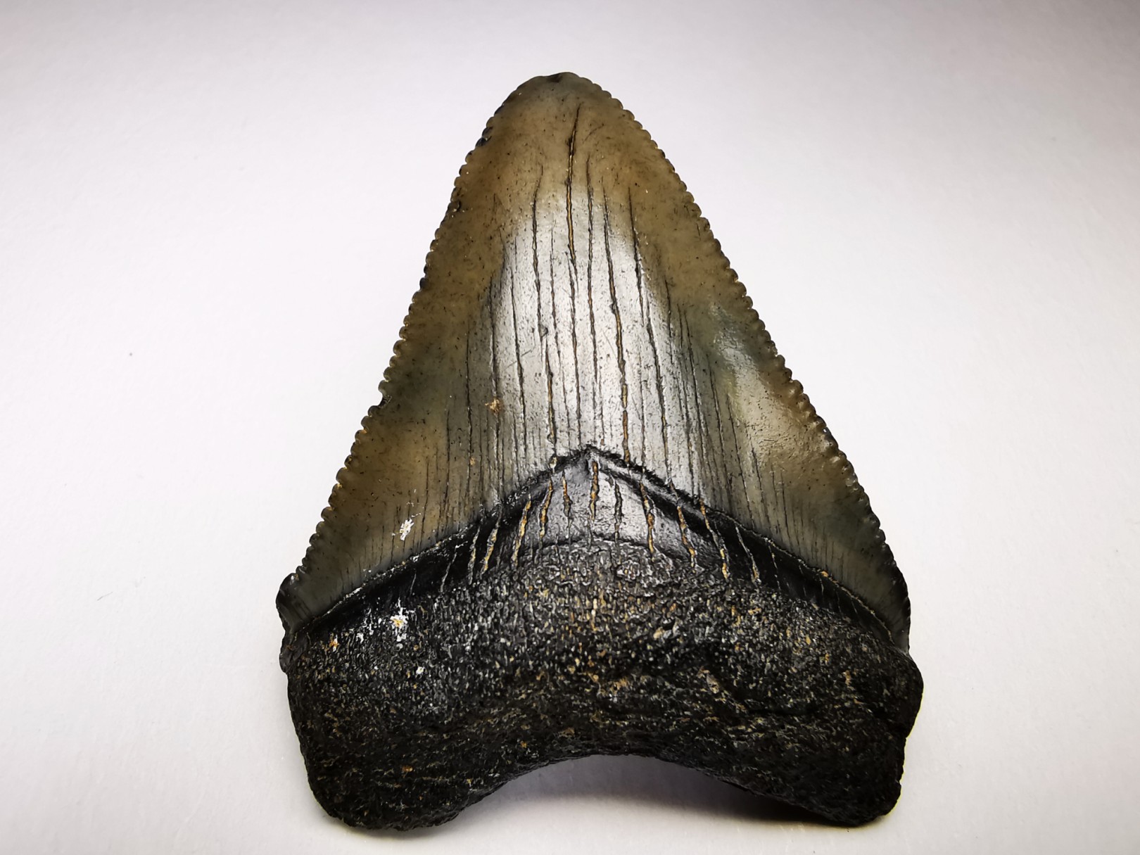 shark teeth: Carcharodon megalodon - Miocene (USA)