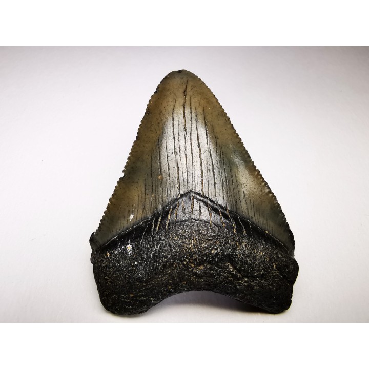 Dent de requin: Carcharodon megalodon, Miocène (USA)