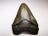 shark teeth: Carcharodon megalodon - Miocene (USA)