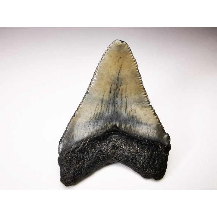 shark teeth: Carcharodon megalodon - Miocene (USA)