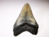 Dent de requin: Carcharodon megalodon, Miocène (USA)