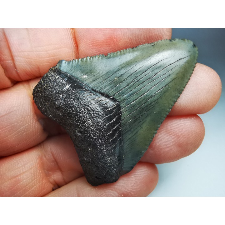 Dent de requin: Carcharodon megalodon, Miocène (USA)
