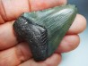 shark teeth: Carcharodon megalodon - Miocene (USA)