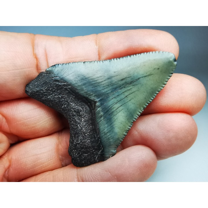 shark teeth: Carcharodon megalodon - Miocene (USA)