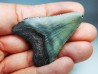 shark teeth: Carcharodon megalodon - Miocene (USA)