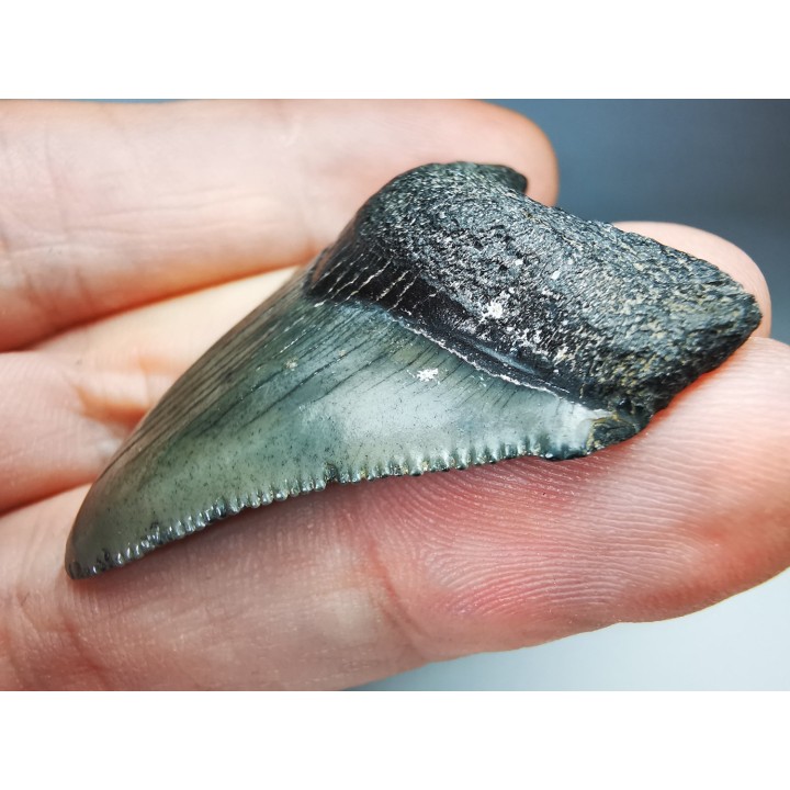 Dent de requin: Carcharodon megalodon, Miocène (USA)