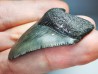 shark teeth: Carcharodon megalodon - Miocene (USA)