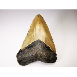 shark teeth: Carcharodon megalodon - Miocene (USA)