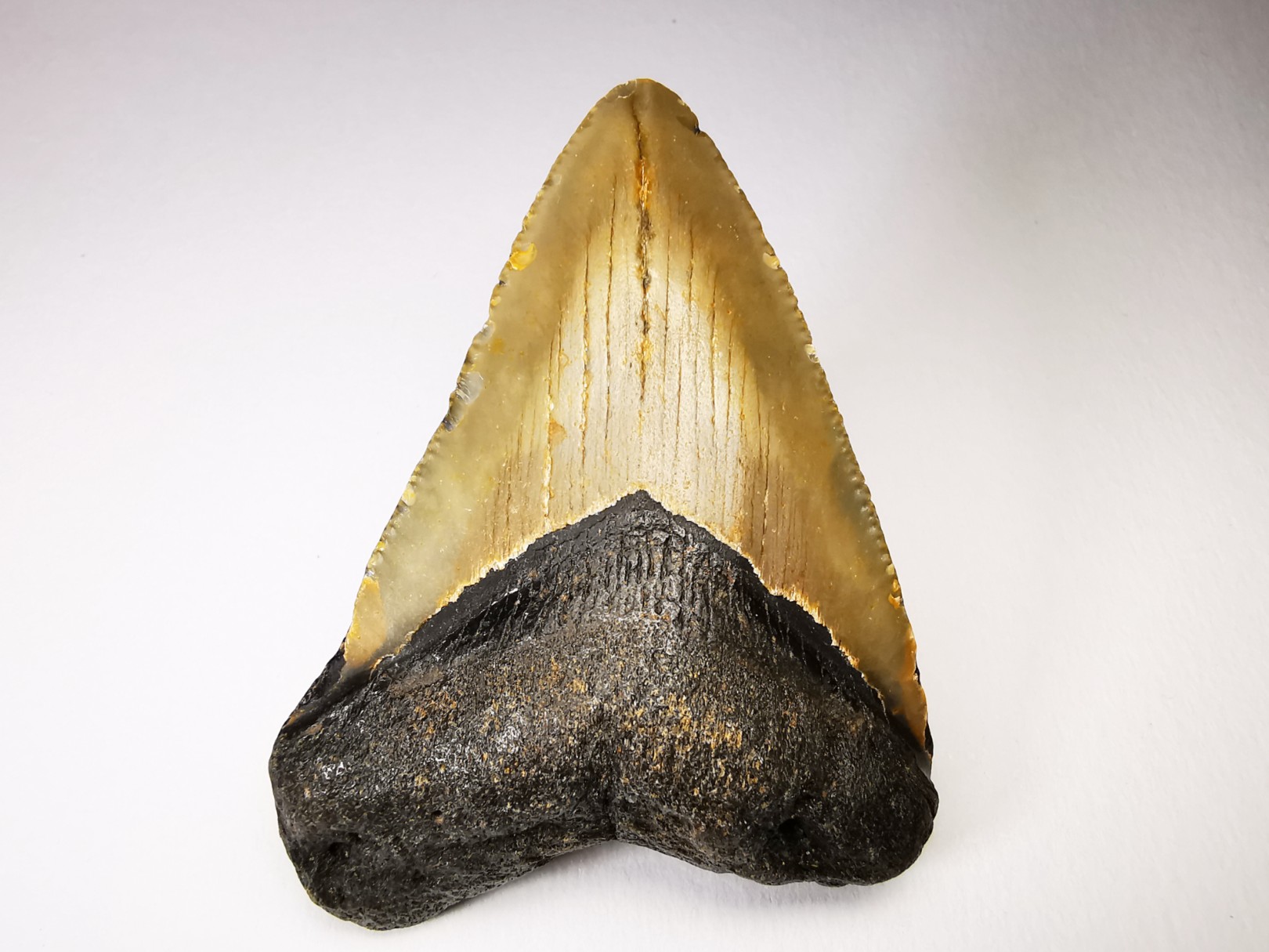 shark teeth: Carcharodon megalodon - Miocene (USA)