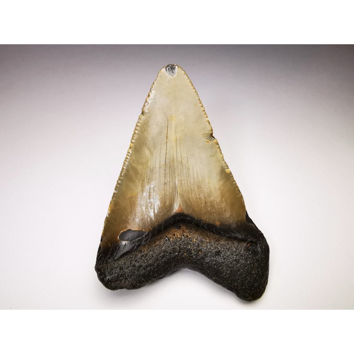 shark teeth: Carcharodon megalodon - Miocene (USA)
