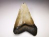 shark teeth: Carcharodon megalodon - Miocene (USA)