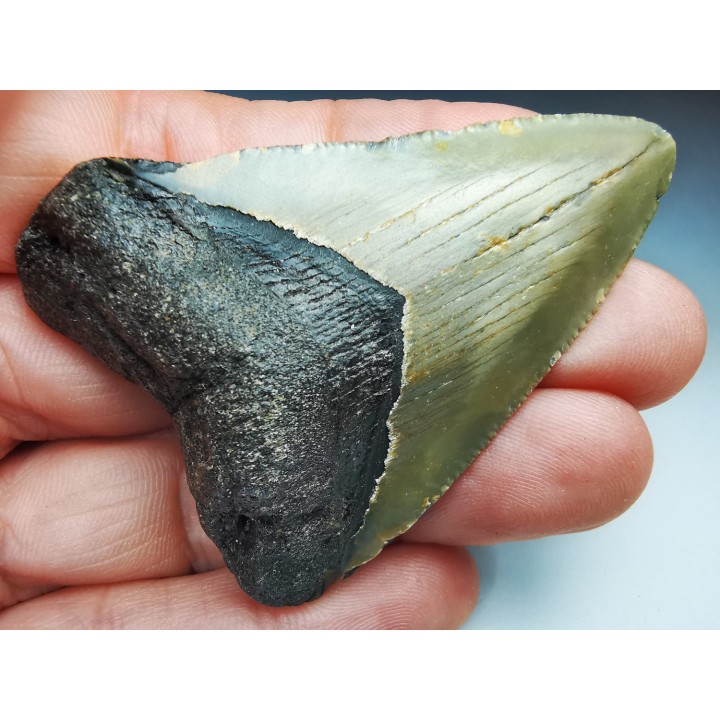 shark teeth: Carcharodon megalodon - Miocene (USA)