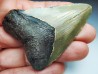 shark teeth: Carcharodon megalodon - Miocene (USA)