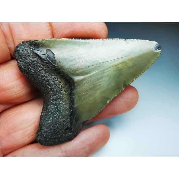 Dent de requin: Carcharodon megalodon, Miocène (USA)