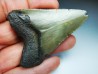 Dent de requin: Carcharodon megalodon, Miocène (USA)