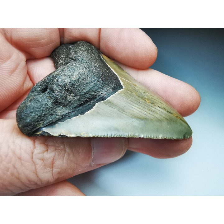 Dent de requin: Carcharodon megalodon, Miocène (USA)