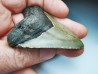 shark teeth: Carcharodon megalodon - Miocene (USA)