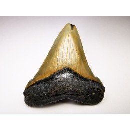 Dent de requin: Carcharodon megalodon, Miocène (USA)