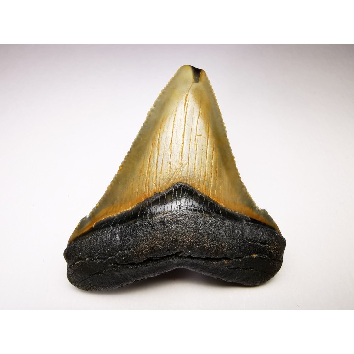 Dent de requin: Carcharodon megalodon, Miocène (USA)