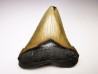 Dent de requin: Carcharodon megalodon, Miocène (USA)