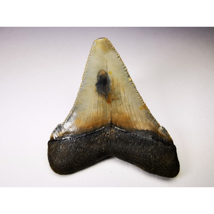 shark teeth: Carcharodon megalodon - Miocene (USA)